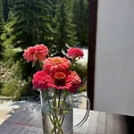 Bambi Appartement *
