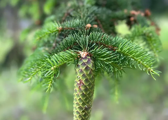 Bambi Παμπόροβο