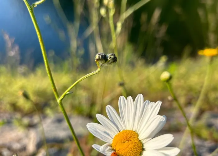 Διαμέρισμα Bambi